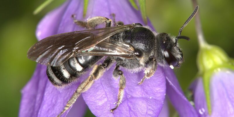 Die Glockenblumen-Schmalbiene ist deutlich kleiner als eine Honigbiene. - Foto: Nabu Baden-Württemberg/dpa