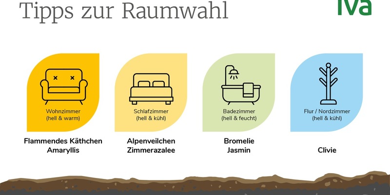 Zimmerpflanzen im Winter: So bringen Winterblüher Farbe in jeden Raum - Foto: presseportal.de
