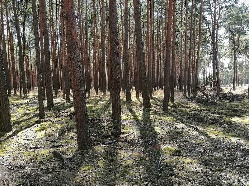 Wald (Archiv) - Foto: über dts Nachrichtenagentur