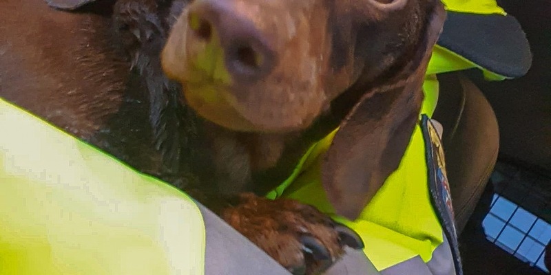 Mittelhessen: WETTERAUKREIS: + Das Herz für Tiere schlägt auch nach Dienstende + Vermehrt Anrufe durch Betrüger + Einbrecher bemerkt + Durch Kellerfenster eingestiegen + - Foto: presseportal.de