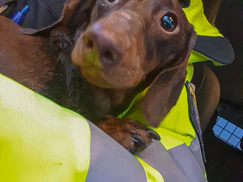 Mittelhessen: WETTERAUKREIS: + Das Herz für Tiere schlägt auch nach Dienstende + Vermehrt Anrufe durch Betrüger + Einbrecher bemerkt + Durch Kellerfenster eingestiegen + - Foto: presseportal.de