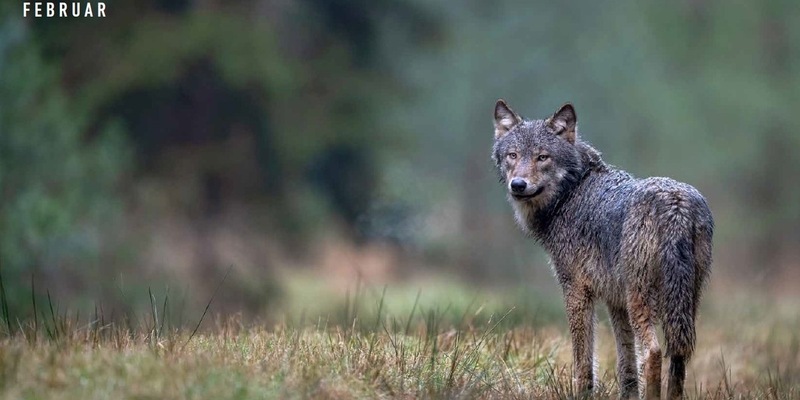 Interne Dokumente Wolf: Wie im Umweltministerium aus einem ungünstigen ein günstiger Erhaltungszustand Wolf gemacht wurde - Foto: presseportal.de