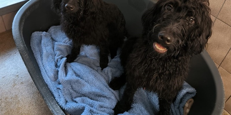 POL-FL: Medelby/Holt: Sieben Hunde aufgefunden - Hinweise erbeten - Foto: presseportal.de