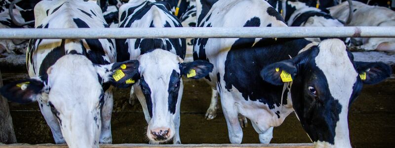 Preissenkungen für Milchprodukte bereiten vielen Landwirten Sorgen. (Archivbild) - Foto: Jens Büttner/dpa
