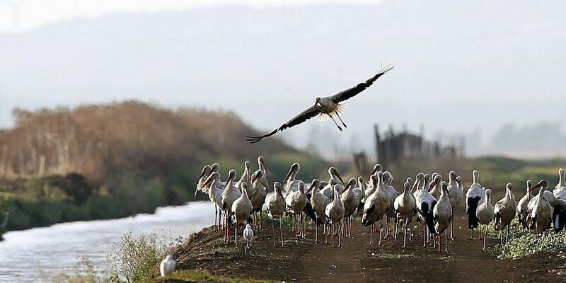 Südlich von Madrid sind rund 400 an der Vogelgrippe verendete Weißstörche geborgen worden. - Foto: J. J. Guillen/epa/dpa