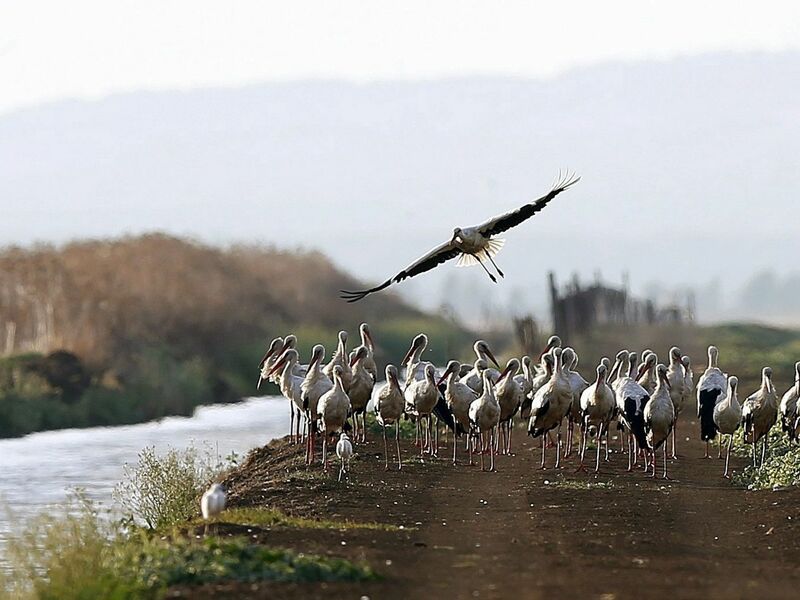 Südlich von Madrid sind rund 400 an der Vogelgrippe verendete Weißstörche geborgen worden. - Foto: J. J. Guillen/epa/dpa
