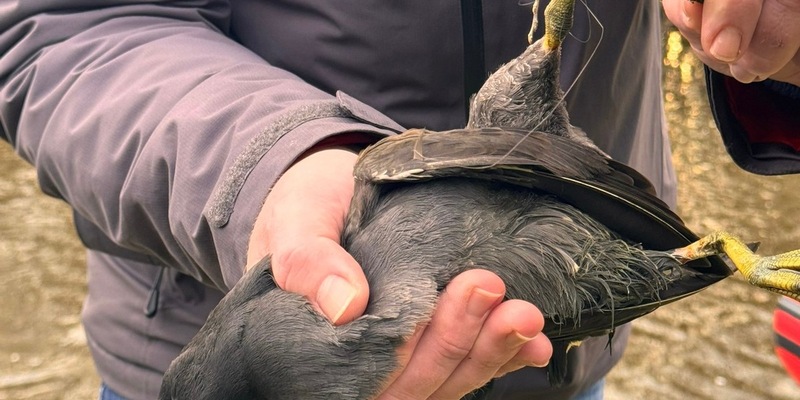 FW-AUR: Teichhuhn aus misslicher Lage befreit - Foto: presseportal.de