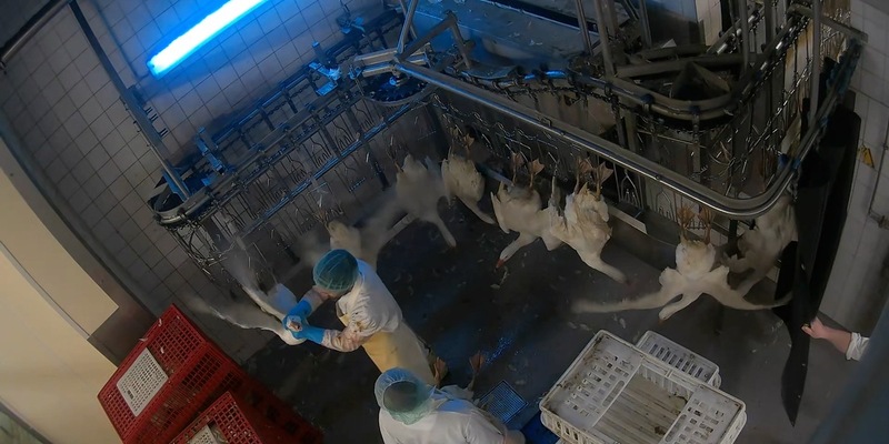 Geworfen, geschlagen, misshandelt: ANINOVA deckt Tierquälerei in Dithmarscher-Geflügel Schlachthof in Brandenburg auf - Strafanzeige erstattet - Foto: presseportal.de