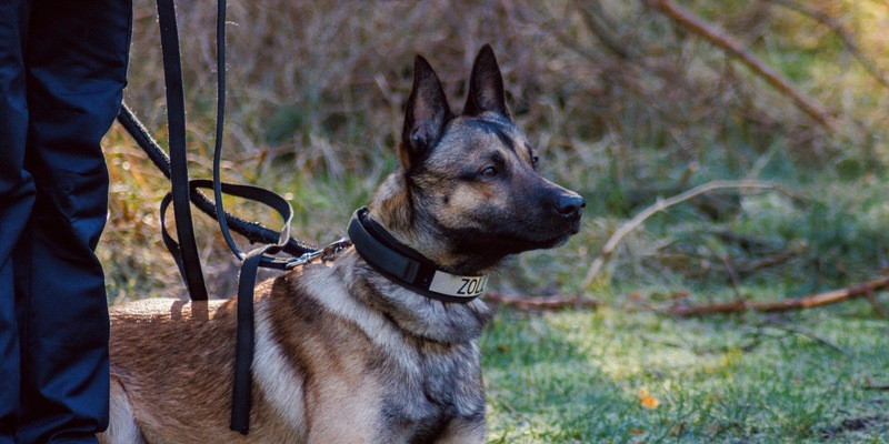 HZA-OS: Spürhund Cracker hatte den richtigen Riecher; Osnabrücker Zoll stellt Drogen im Wert von rund 100.000 Euro sicher - Foto: presseportal.de