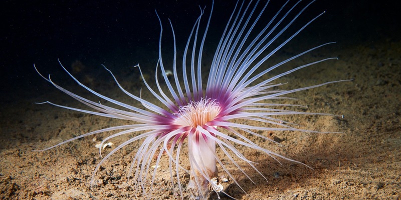 Millionenförderung für Meeresschutz / DBU startet Vorhaben - Neue Ära für Nord- und Ostsee - Foto: presseportal.de