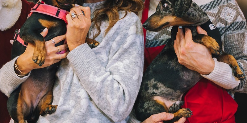 Der Premium-Tiernahrungshersteller animonda veranstaltet heute ein vorweihnachtliches Charity-Event in der Sturmfreien Bude in Köln - Foto: presseportal.de