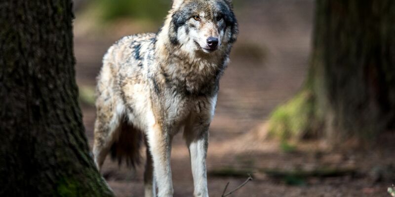 Die Hürden für Abschüsse von Wölfen sollen kleiner werden. - Foto: Alexander Heinl/dpa