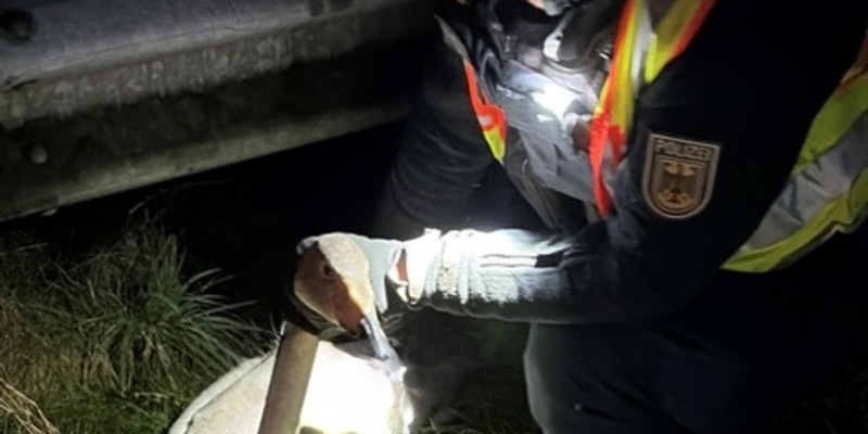 BPOL-FL: Bundespolizisten retten verletzten Schwan - Foto: presseportal.de