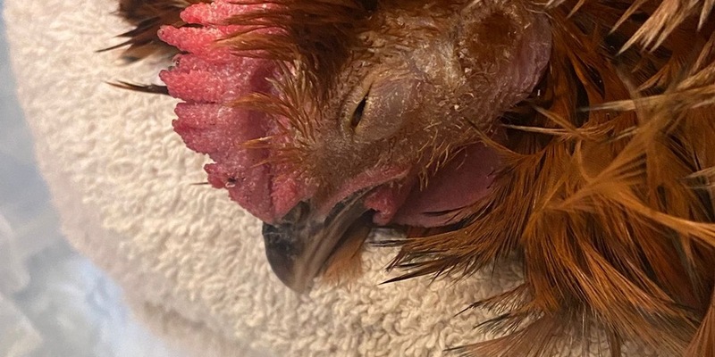 POL-SE: Gönnebek - Unbekannte legen tote Kaninchen im Schulwald ab - Polizei hofft auf Zeugenhinweise - Foto: presseportal.de