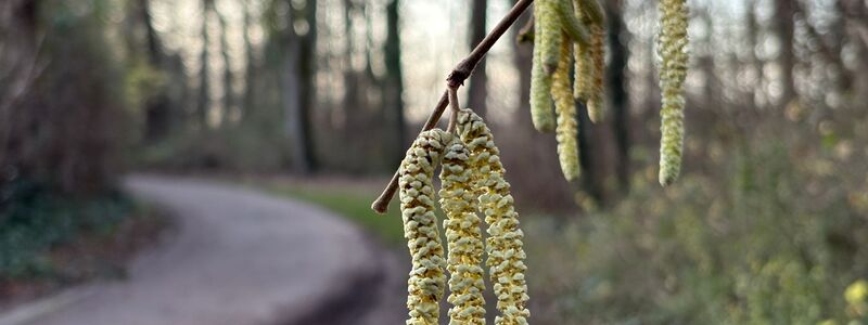 Für Allergiker geht die Belastung durch Haselpollen jetzt im Januar richtig los. - Foto: Marc Herwig/dpa