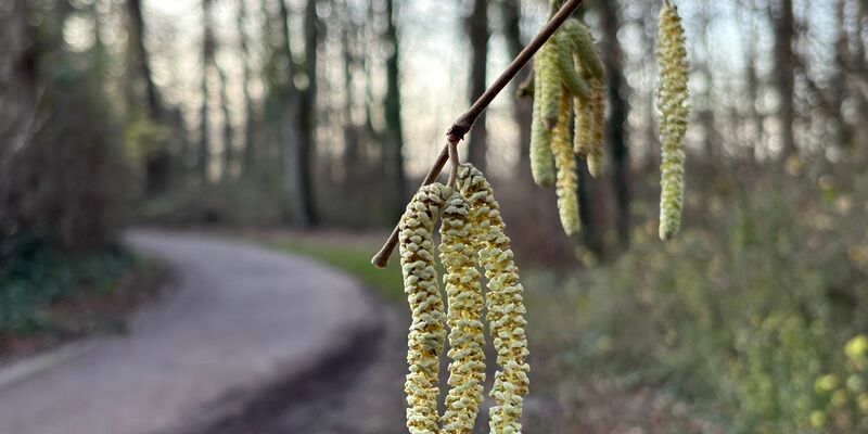 Für Allergiker geht die Belastung durch Haselpollen erst im Januar richtig los. - Foto: Marc Herwig/dpa