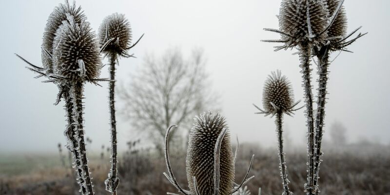 In den meisten Landesteilen wird es voraussichtlich keine weiße Weihnachten geben. - Foto: Stefan Puchner/dpa