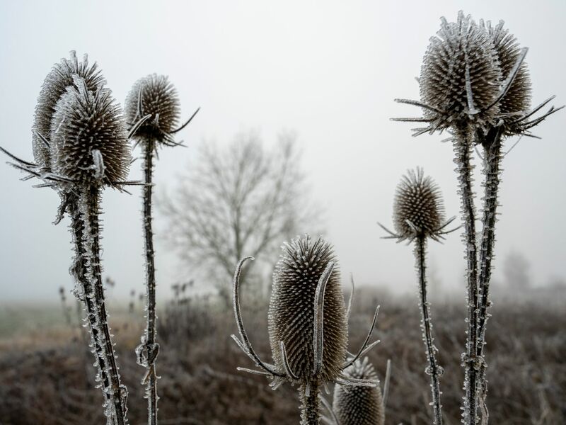 In den meisten Landesteilen wird es voraussichtlich keine weiße Weihnachten geben. - Foto: Stefan Puchner/dpa