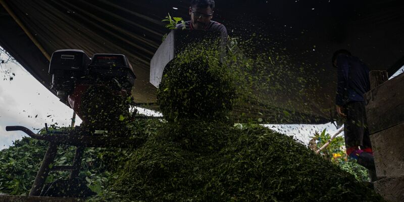 Kolumbien ist der größte Kokainproduzent der Welt. (Archivbild) - Foto: Edinson Arroyo/dpa