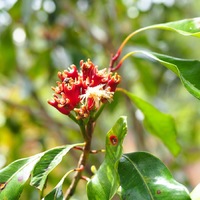 Gewürznelke: So wirkt sie als Heilmittel / Die Gewürznelke verleiht nicht nur dem Lebkuchen sein typisches Aroma. Sie kann auch heilende Wirkung haben - Foto: presseportal.de