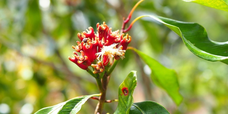 Gewürznelke: So wirkt sie als Heilmittel / Die Gewürznelke verleiht nicht nur dem Lebkuchen sein typisches Aroma. Sie kann auch heilende Wirkung haben - Foto: presseportal.de