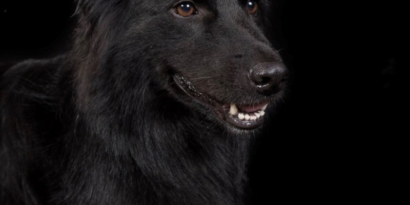 HZA-K: Zollspürhündin Vroni landet Volltreffer am Kölner Flughafen / Rund 26 Kilogramm Ketamin mit einem Straßenverkaufswert von mehr als einer Million Euro in Auspuffanlagen versteckt - Foto: presseportal.de