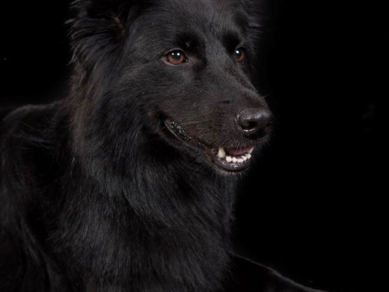 HZA-K: Zollspürhündin Vroni landet Volltreffer am Kölner Flughafen / Rund 26 Kilogramm Ketamin mit einem Straßenverkaufswert von mehr als einer Million Euro in Auspuffanlagen versteckt - Foto: presseportal.de