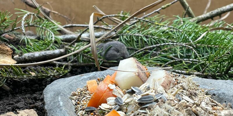 Die Geburt des Jungtiers feiert der Tierpark als Zuchterfolg.  - Foto: Tierpark Hellabrunn/dpa