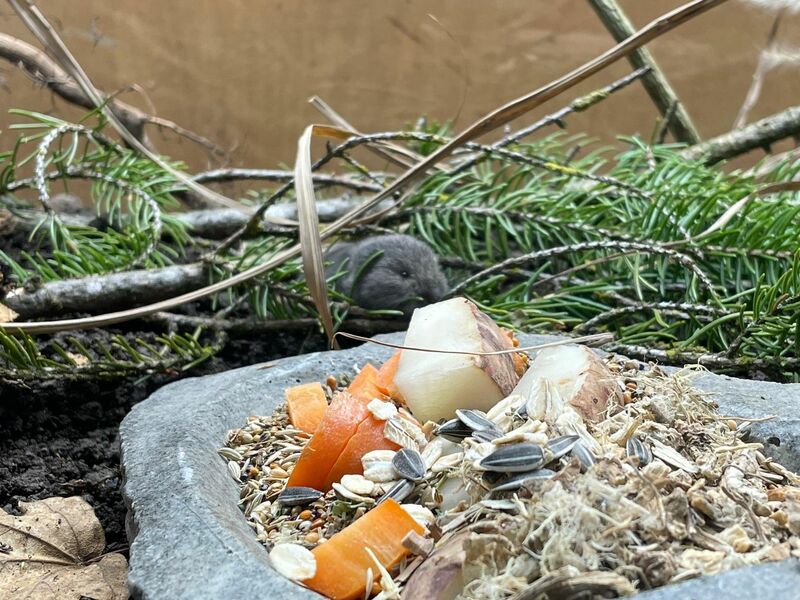 Die Geburt des Jungtiers feiert der Tierpark als Zuchterfolg.  - Foto: Tierpark Hellabrunn/dpa