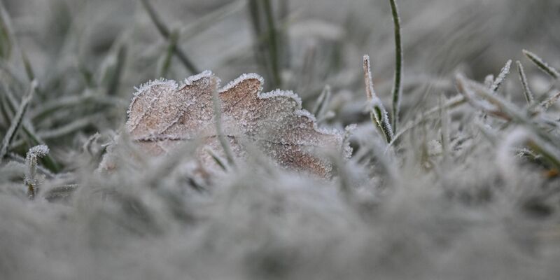 Vielerorts bleibt es schneefrei an Weihnachten - aber es kann Reif geben. - Foto: Marijan Murat/dpa