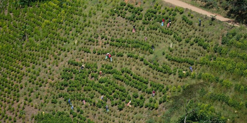 Kolumbien ist der größte Kokainproduzent der Welt. (Archivbild) - Foto: Fernando Vergara/AP