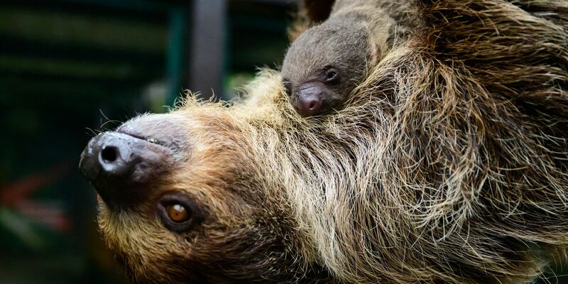 Die Mama nimmt das Ganze gelassen. - Foto: Philipp Schulze/dpa