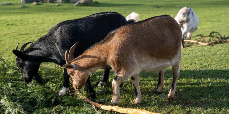 Nach Auffassung des Landgerichts Stralsund hat der Vogelpark Marlow seine Pflichten erfüllt. (Archivbild) - Foto: Stefan Sauer/dpa