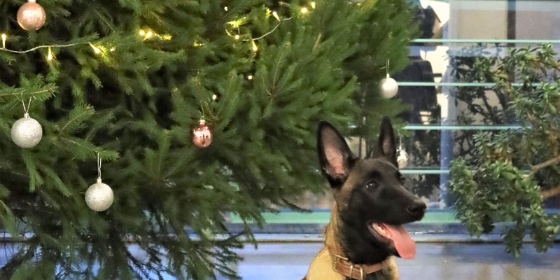 POL-VIE: Viersen: Neuer Diensthund Mila verstärkt die Polizei Viersen - Foto: presseportal.de