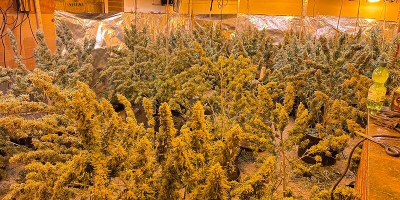 POL-SO: Cannabisplantage in ehemaliger Gaststätte - Foto: presseportal.de