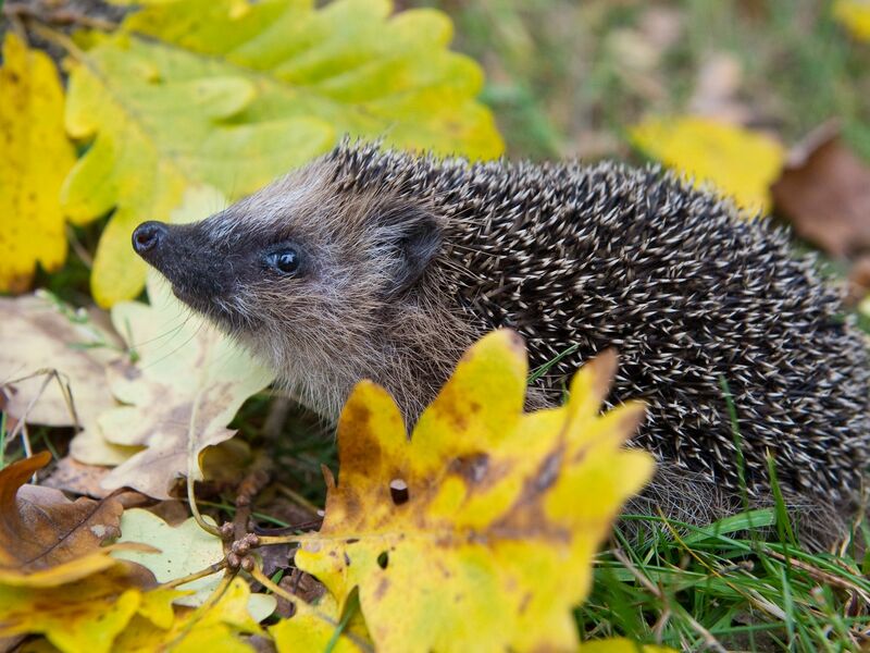 Schon Frühling? Weil es so warm war, wurden manche Winterschläfer vorzeitig wach. (Symbolbild) - Foto: Patrick Pleul/dpa-Zentralbild/dpa