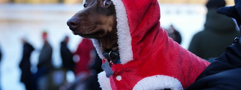 Beim Weihnachtsschwimmen nahe Birmingham schaute ein festlich gekleideter Dackel zu. - Foto: Jacob King/PA Wire/dpa