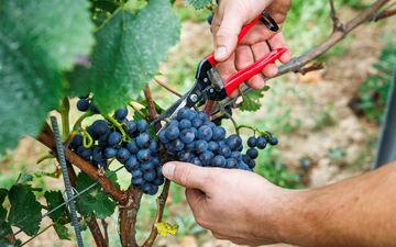 Bauernpräsident Joachim Rukwied sagt, der Weinbau sei in der größten Krise seit Jahrzehnten.(Archivbild) - Foto: Lando Hass/dpa