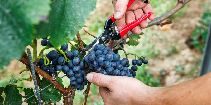Bauernpräsident Joachim Rukwied sagt, der Weinbau sei in der größten Krise seit Jahrzehnten.(Archivbild) - Foto: Lando Hass/dpa