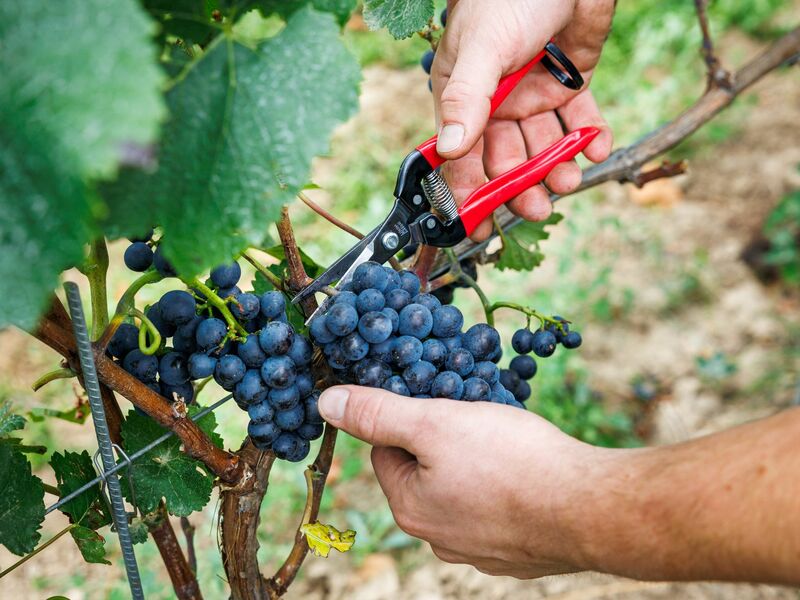 Bauernpräsident Joachim Rukwied sagt, der Weinbau sei in der größten Krise seit Jahrzehnten.(Archivbild) - Foto: Lando Hass/dpa