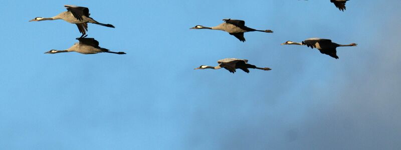 Auch vielen Vögel ging es weltweit schlechter, in Deutschland setzte vor allem die Vogelgrippe den Kranichen zu. (Archivfoto) - Foto: Sina Schuldt/dpa