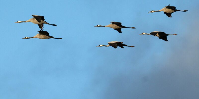 Winterflucht: Tausende Kraniche sind erst jetzt gen Süden losgezogen. (Symbolbild) - Foto: Sina Schuldt/dpa