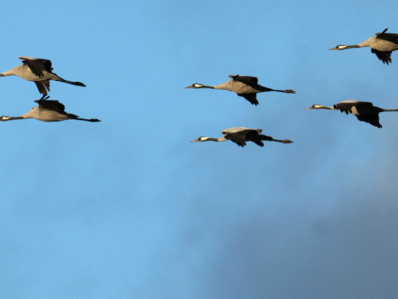 Winterflucht: Tausende Kraniche sind erst jetzt gen Süden losgezogen. (Symbolbild) - Foto: Sina Schuldt/dpa