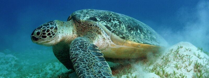 Auch die Grünen Meeresschildkröten gehören WWF zufolge zu den Gewinnern des Jahres. - Foto: Philipp Kanstinger/WWF  /dpa
