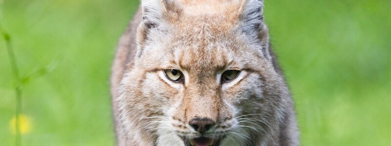 Der Luchs gehört zu den Gewinnern des WWF in diesem Jahr. (Archivbild) - Foto: Lando Hass/dpa