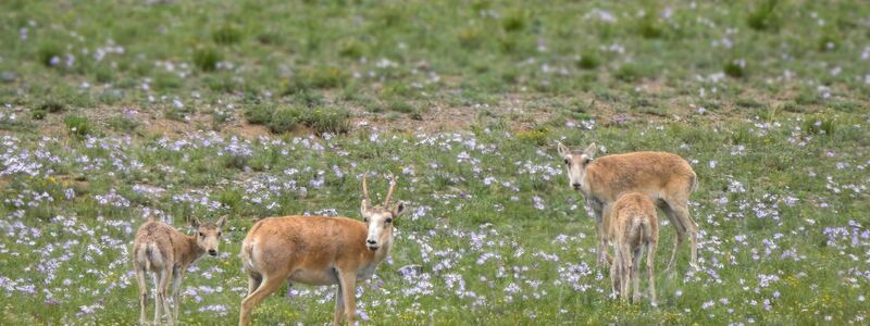 Die mongolischen Saiga-Antilopen gehören WWF zufolge zu den Gewinnern des Jahres. - Foto: -/WWF Mongolia/dpa