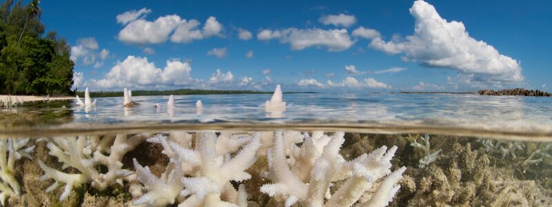 Korallen gehören WWF zufolge zu den Verlierern des Jahres. - Foto: Jürgen Freund/WWF  /dpa