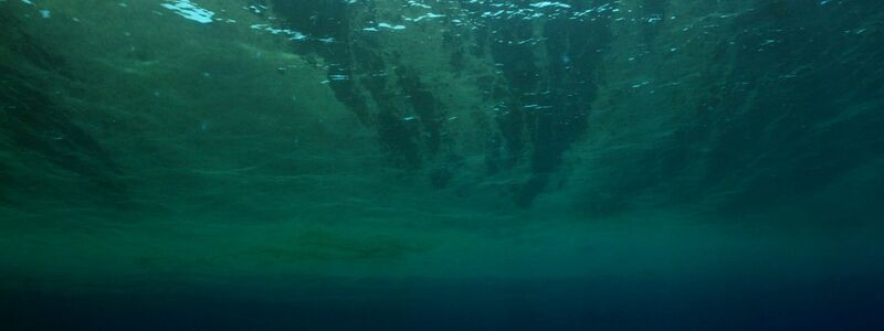 Auch Phytoplankton gehört WWF zufolge zu den Verlierern des Jahres. - Foto: Philipp Kanstinger/WWF  /dpa