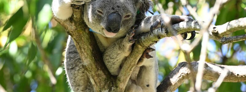 Auch mit der Einrichtung eines neuen Schutzgebiets für Koalas in Australien sei ein wichtiger Schritt unternommen worden, so der WWF. (Archivfoto) - Foto: Darren England/AAP/dpa