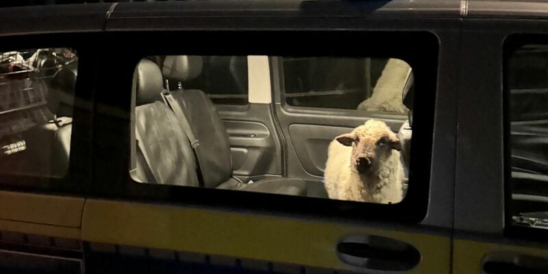 Die Polizei sperrt das entlaufene Schaf in den Streifenwagen. - Foto: Polizeipräsidium Konstanz/dpa